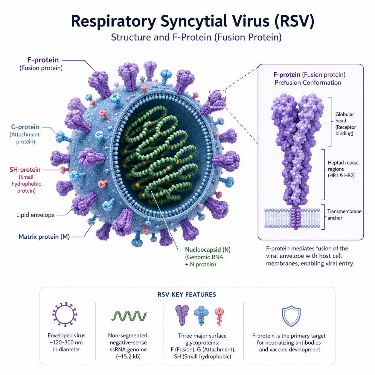 RSウイルス（RSV）予防：能動免疫と受動免疫の新たな時代の到来 🦠 [JA]
